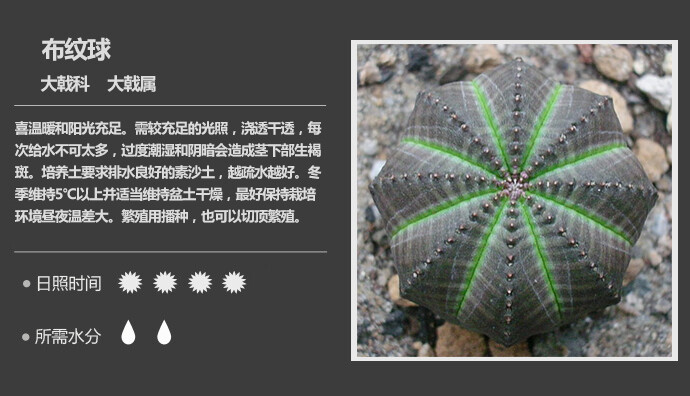 162 布纹球 Euphorbia obesa