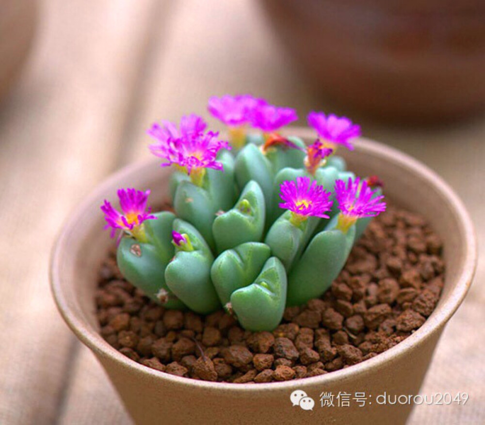 多肉展上的番杏科宝石—萌肉赏析