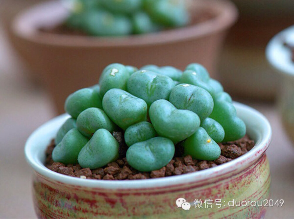 多肉展上的番杏科宝石—萌肉赏析