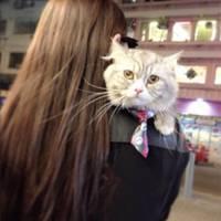 女孩、宠物猫猫、