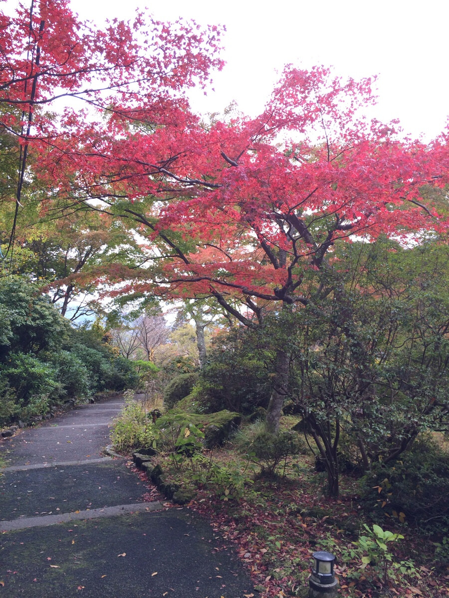 箱根红叶