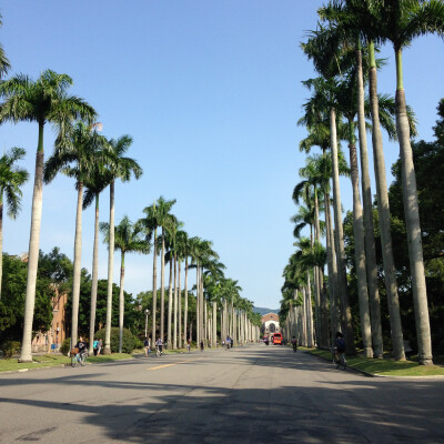 台湾大学著名的椰林大道 正值学生上学时间 没敢站在路中间 角度有点歪掉了