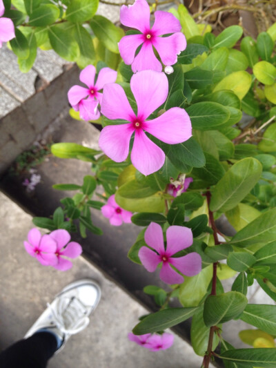 一花一世界，一叶一菩提。