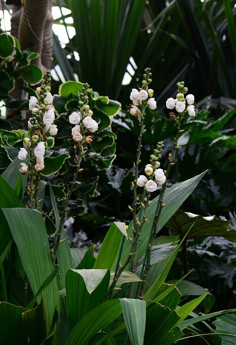 鸽子兰（鸠柱兰） Peristeria elata ，兰科鸽兰属。