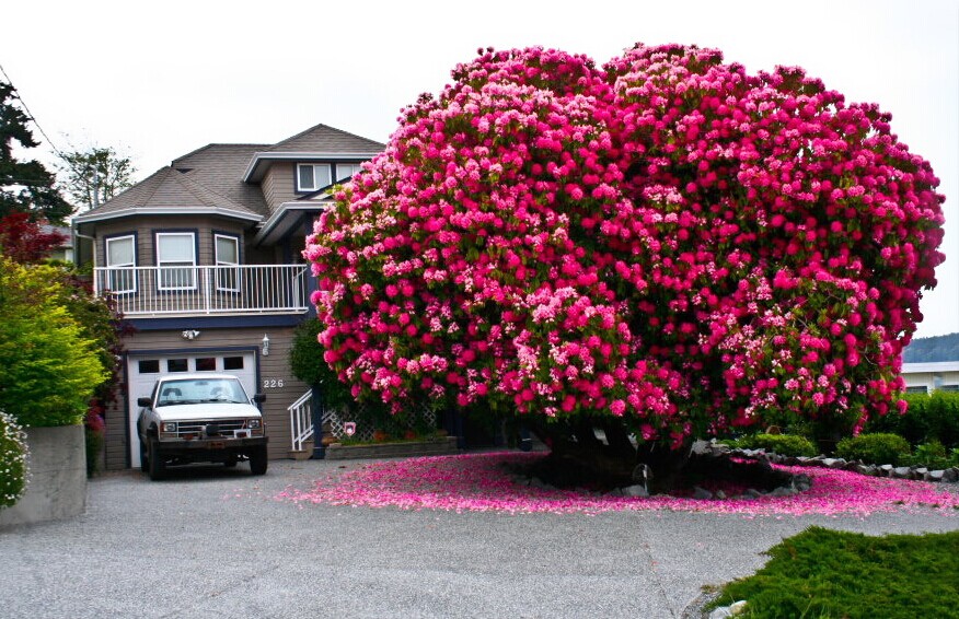 花树。。。