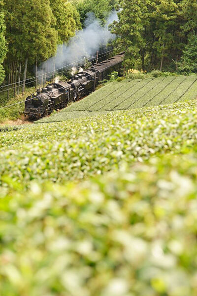 Oigawa Railway, Shizuoka, Japan © Seiya Nakai。日本静冈县大井川铁道井川线。