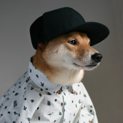 Bodhi - Menswear Dog