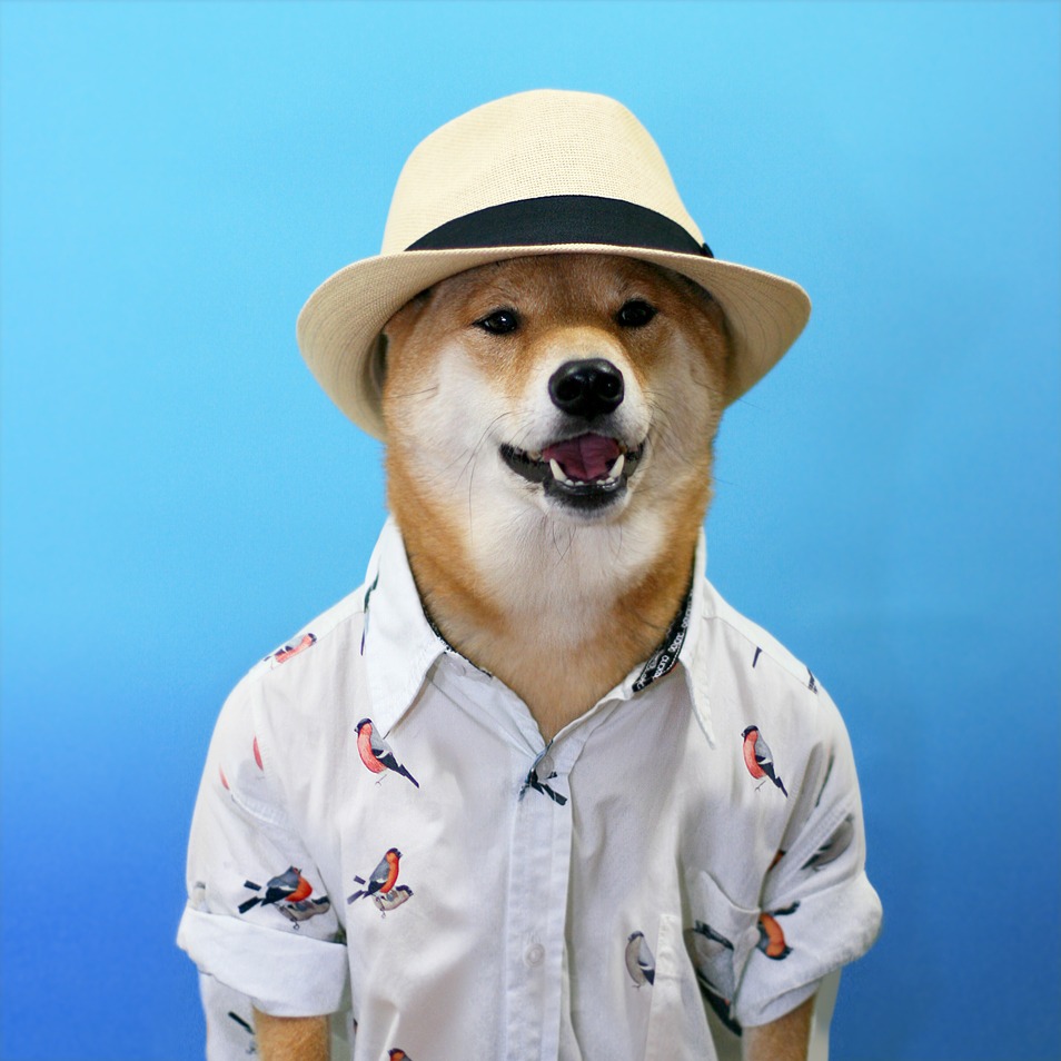 Bodhi - Menswear Dog