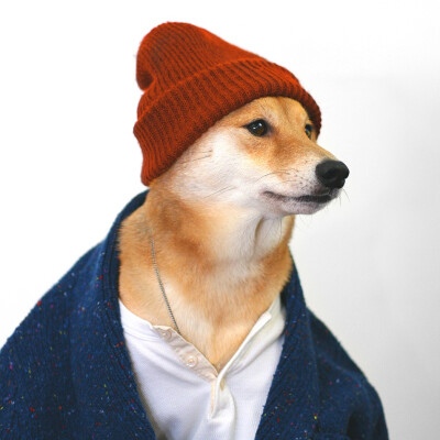 Bodhi - Menswear Dog