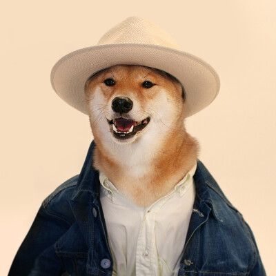 Bodhi - Menswear Dog