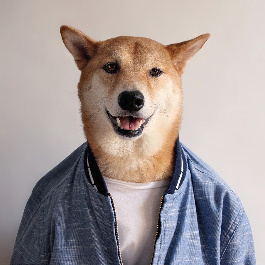 Bodhi - Menswear Dog