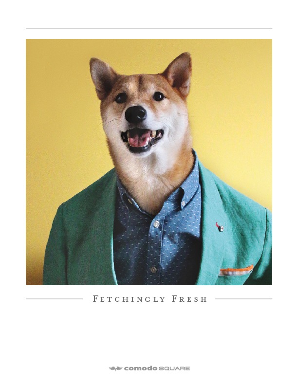 Bodhi - Menswear Dog