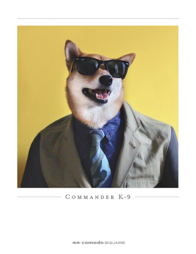 Bodhi - Menswear Dog