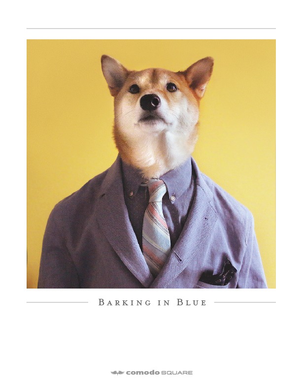 Bodhi - Menswear Dog