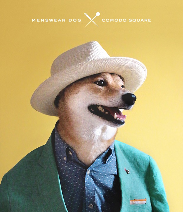 Bodhi - Menswear Dog