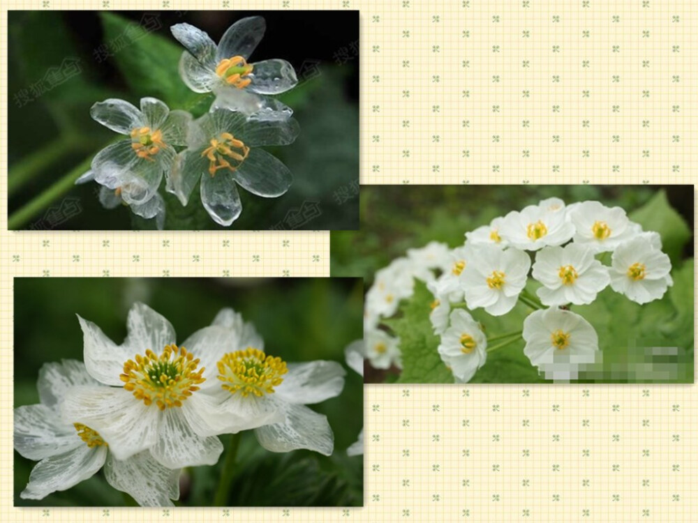 【山荷叶，Diphylleia grayi 】小檗科山荷叶属的植物，本属3种，分布于日本和北美。当它遇水的时候，花瓣会变得透明起来。能看到花瓣上的纹路，所以被称为skeleton flower。山荷叶花语是亲情。