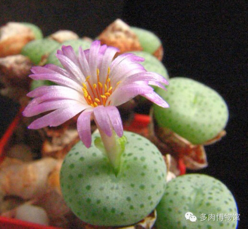 雨月(Conophytum gratum)