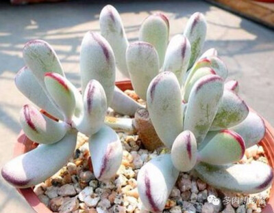 丁氏轮回(Cotyledon orbiculata var.dinteri)