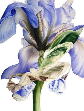 英国画家 Marie Burke利用丙烯、墨水等多种方式绘画出逼真效果的花朵，美艳不可方物。（共9张）小编的话：竹含新粉，红莲落故衣。在Marie的笔下，花是有生命的。对于写实的来说，能将花的形态勾勒的如此鲜明，已是绝笔。@昕诺