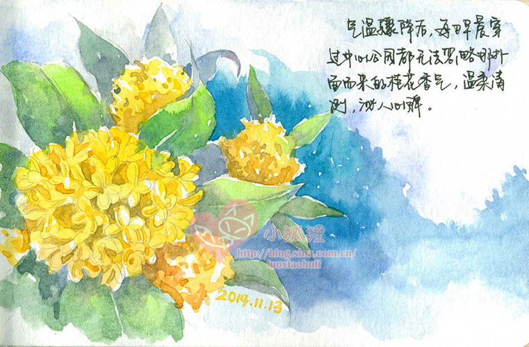 2014.11.13每日早晨上班前都能拥抱这花香，感觉好幸福。