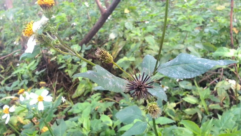 白花鬼针草的针形果实，很容易黏在衣服上哦！