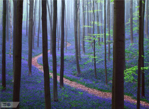 比利时，Hallerbos森林之春