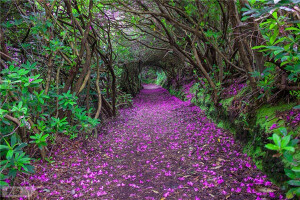 爱尔兰，Reenagross公园的杜鹃隧道