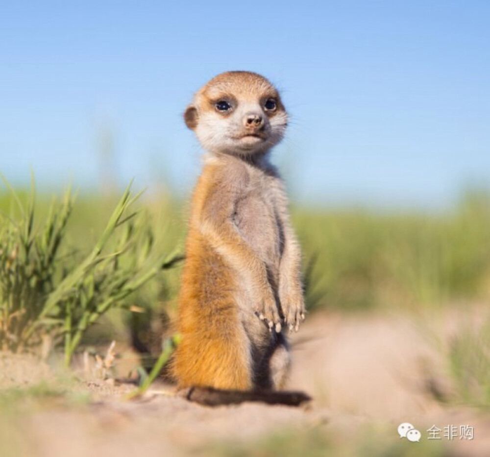 这世间绝无仅有的可爱小精灵狐獴meerkats，可能很多人会叫它们蒙哥。