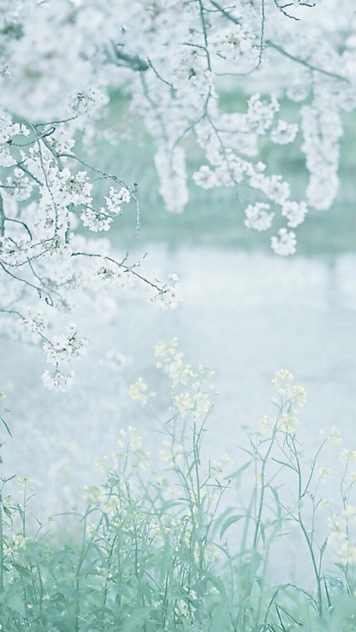 手机壁纸锁屏青色白色小花 堆糖 美图壁纸兴趣社区
