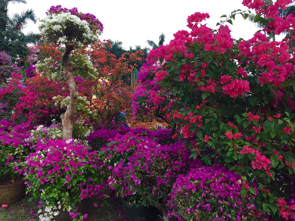 #深圳最美的季节#上完课溜去莲花山公园拍'小三'