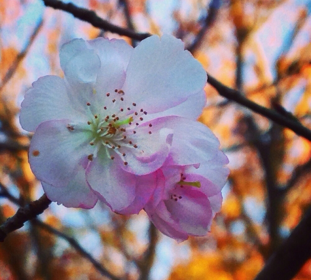 秋・桜