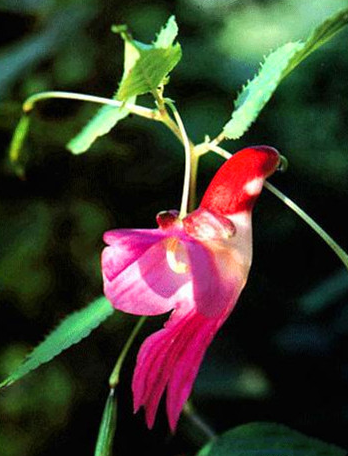 泰国鹦鹉花 Impatiens psittacina ，凤仙花科凤仙花属。花距与瓣片从侧面看时仿佛一只红头鹦鹉。该种野生于泰国北部的一个小区域（靠近清迈）、缅甸和印度东北部的曼尼普尔区。