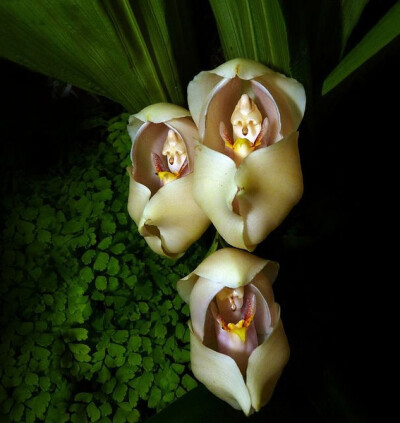 Anguloa uniflora ，单花郁香兰（单花安古兰）（未有正式中文名，目前是用的是种加词直译+属名+科名的做法），兰科郁香兰属。原产于哥伦比亚和委内瑞拉，生于中海拔林下半阴处。因花型被称为“襁褓中的婴儿花”。