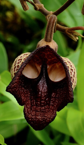 木本马兜铃 Aristolochia arborea（同物异名：Aristolochia salvadorensis Standl.；Aristolochia steyermarkii Standl.），马兜铃科马兜铃属。原产中美洲墨西哥热带雨林环境。因为花的纹路别名“小魔灵”。