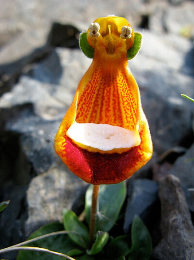 Calceolaria uniflora 玄参科蒲包花属，单花蒲包花、布袋花、蒲包花独叶草，不清楚哪个是中文正式名，原产于南美洲南端的火地岛（Tierra del Fuego）。另有别名蓑笠翁、快乐的外星人。