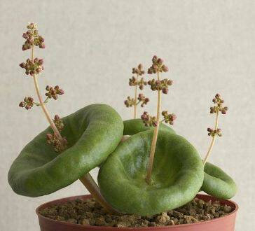 Crassula umbella ，景天科青锁龙属。可译为伞形青锁龙（它有个品种叫小酒杯 Crassula umbella 'Wine Cup'）。野生种生长于南非的北开普省（the northern cape）和西开普?。╰he western cape）的高山。整个植株一般…