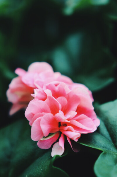 iPhone6 壁纸 ©squirreldiaries