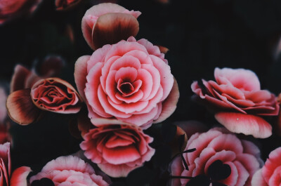 壁纸 摄影 微距 花 ©squirreldiaries