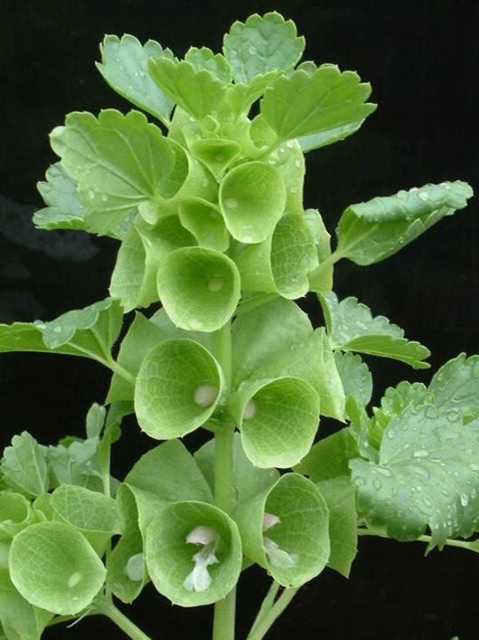 贝壳花 Moluccella laevis ，别名爱尔兰绿钟（Bells-of-Ireland），唇形科贝壳花属。原产于土耳其，叙利亚和高加索地区。绿色钟形的不是花而是联合的萼片。