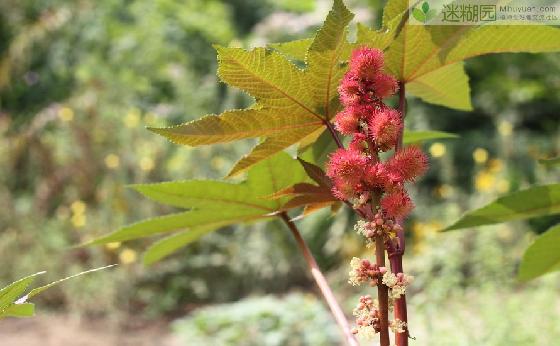 为什么这些植物“油腻腻”(本文由迷糊园花卉植物主题交友社区[www.mihuyuan.com]整理发布)原文地址：http://www.mihuyuan.com/advisorydetail_1412047205359238.shtml