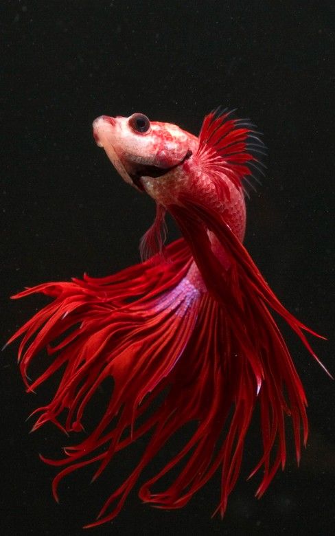 Beautiful Crowntail betta (Siamese fighting fish)