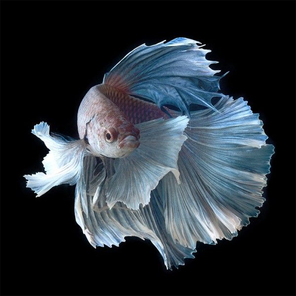 Siamese Fighting Fish by Visarute Angkatavanich