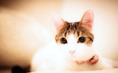 来自日本摄影师Seiji Mamiya#萌喵一只，猫#