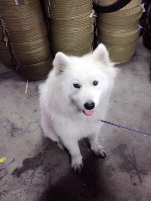 只有碰到美食 才会有点智商 才会变乖