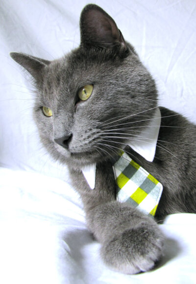 Cat in Necktie