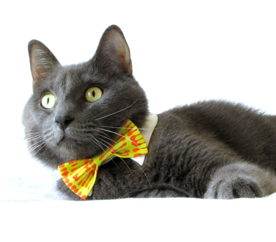 Cat in Bow Tie