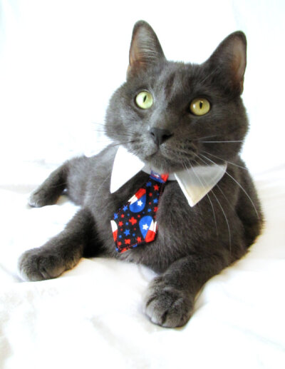 Cat in Necktie