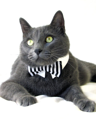 Cat in Bow Tie