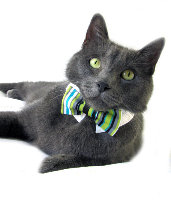 Cat in Bow Tie