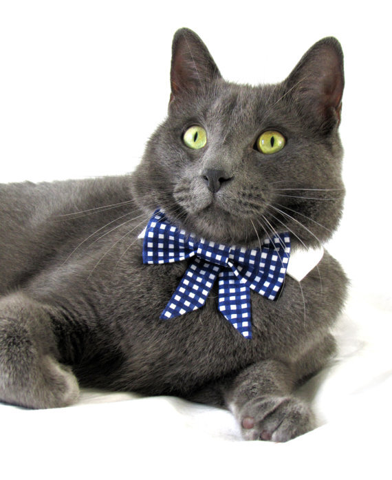 Cat in Bow Tie